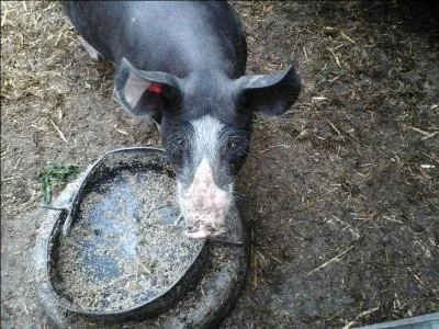 Les cochons sont réputés...