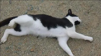 Cette chatte est....