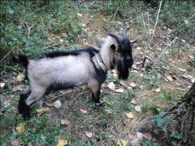 Les boucs sont connus pour :