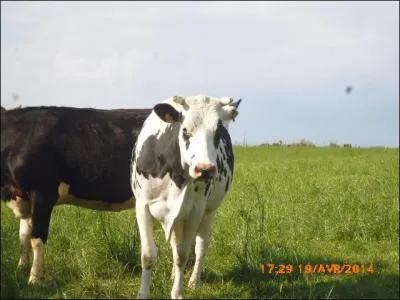 Cette vache est une vache à viande.