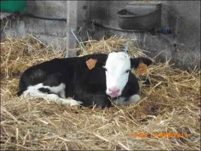 Quel est le numéro d'identification de ce veau ?