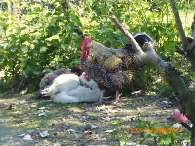 Combien y a-t-il de poules sur l'image ?