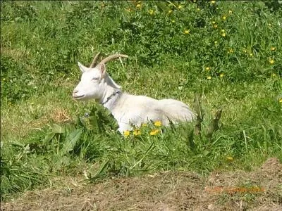 Quel est le sexe de cette chèvre ?