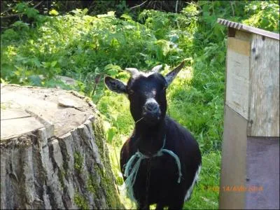 Cette chèvre est une chèvre...