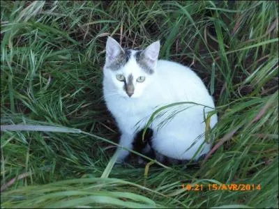 Cette petite chatte est tabby _______ tacheté.