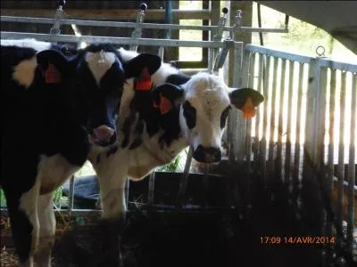 Ces deux veaux ont sûrement presque le même âge !