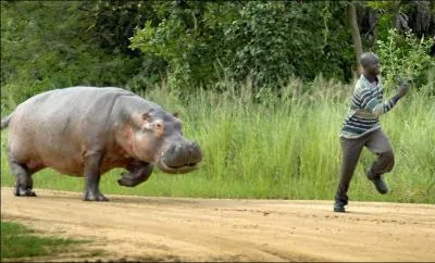 Les hippopotames amphibies peuvent courir plus vite qu'un homme sur la terre ferme.