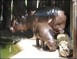 L'hippopotame nain mâle adulte peut peser 510 kg.