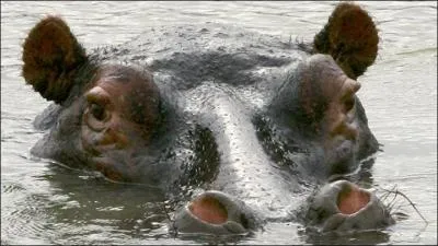 C'est un animal semi-aquatique.