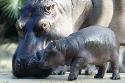 L'hippopotame nain est carnivore.