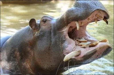 L'hippopotame n'est pas un mammifère.