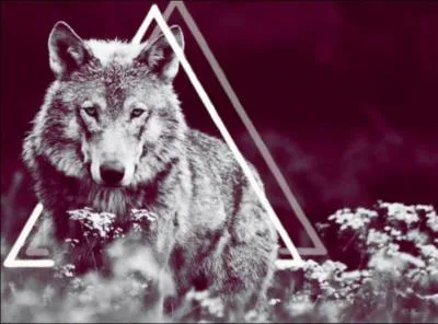 Dans "Teen Wolf", a-t-il été possédé par un Nokitsune ?