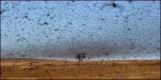 À la fin d'août 2014, où a-t-on pu observer un nuage de criquets ?