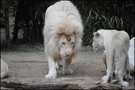 Comment s'appellent les deux lions ?