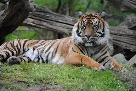 Comment s'appelle le tigre de Sumatra ? Et le tigre blanc ?