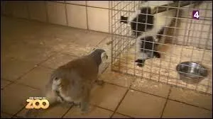 Comment s'appelle la femelle lémurien qui a la queue coupée ?