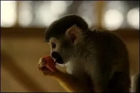 Deux saïmeri ont des plaies sur le dos, ce sont....