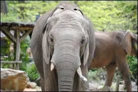 Cet éléphant s'appelle Boubou.