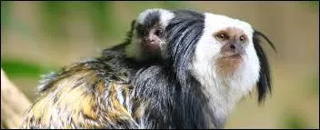 Ce ouistiti de Geoffrey se nomme...