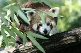 Wazi est un panda roux...