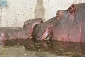 L'hippopotame préféré en entraînement d'Anthony est...