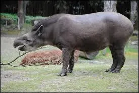 Cette femelle tapir n'est pas du matin ! C'est...