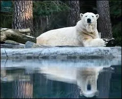 Cet ours blanc est très joueur. C'est Mashimi.