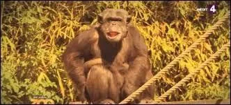 Les chimpanzés s'appellent Caline, Hugo et...