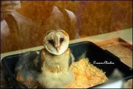 Les deux pygargues à tête blanche s'appellent....