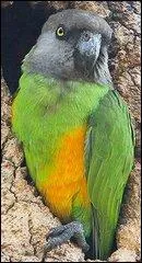 Quel mot désigne à la fois : un petit canot, un perroquet d'Afrique et un cri de joie poussé par les femmes des pays arabes ?