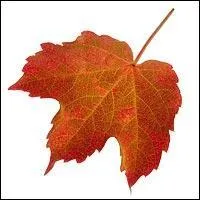 Pousser son cri, en parlant de la corneille :