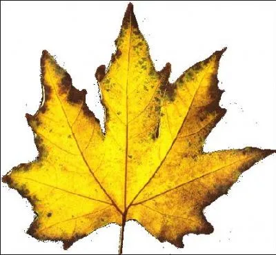 Boîte osseuse contenant et protégeant le cerveau chez les vertébrés :