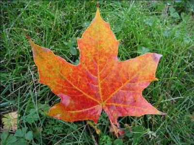 Atterrissage très brutal effectué par un avion, train rentré :