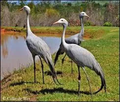 De quel pays la Grue du paradis est-elle l'oiseau national ?