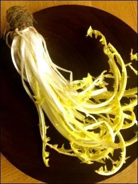 La barbe de capucin a besoin de soleil pour se développer.