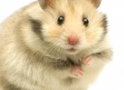 Quiz Tout savoir sur les hamsters