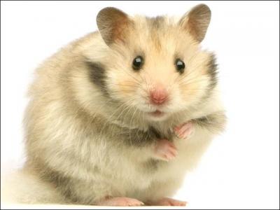 Quelle litière est la plus adaptée pour les hamsters ?
