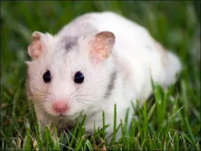 Quand faut-il changer la cage du hamster ?