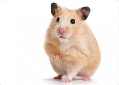 Faut-il mettre la cage du hamster au soleil ?
