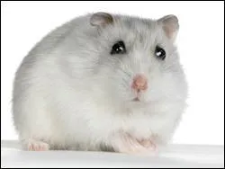 Faut-il donner tout le temps de la nourriture à votre hamster ?