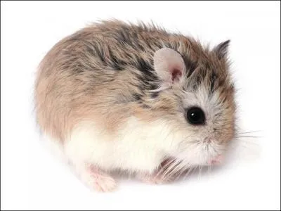 Le hamster est-il nocturne ?