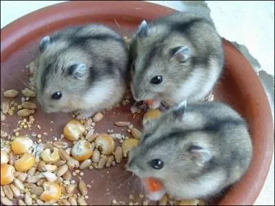 Combien de fois par jour doit-on lui donner de la nourriture ?