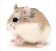 Doit-on laver avec du produit la cage du hamster quand on la change ?