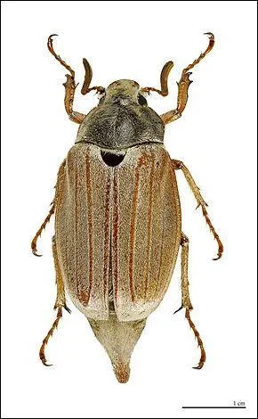 De quoi le ver blanc est-il le petit ?