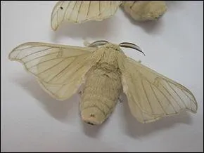 Comment le ver à soie adulte s'appelle-t-il ?