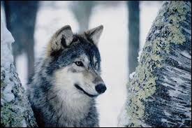 Le loup est un animal qui vit en meute dans les montagnes. C'est aussi...