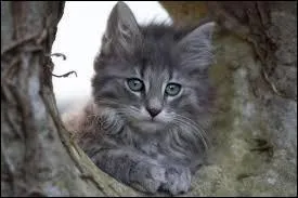 Le chat est un animal domestique. C'est aussi le nom que l'on donne à...