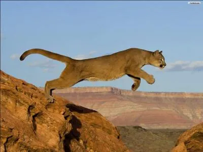 Animal solitaire vivant en Amérique, il est aussi appelé "lion des montagnes" ; qui est ce félin ?