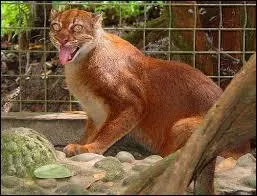 D'apparence, on pourrait croire qu'il est croisé entre un chat et un singe. Quel est ce félin ?