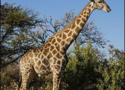 Quiz Vrai ou faux - La Girafe
